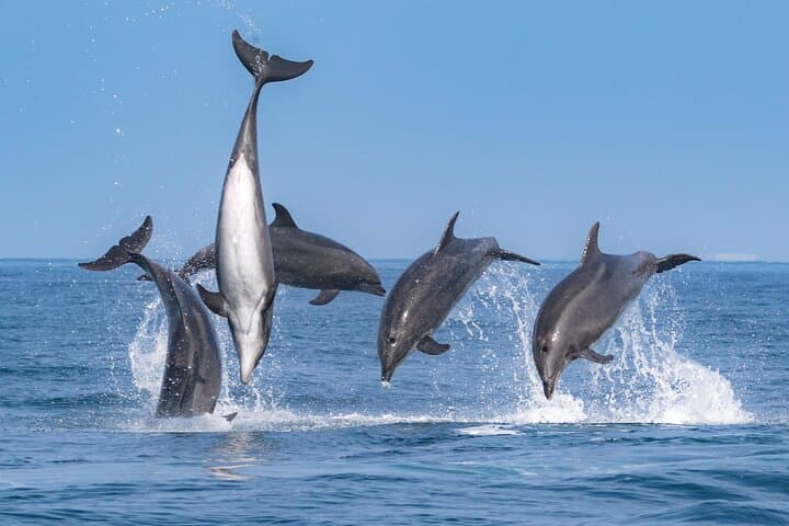 Whale Watching from Newport Beach: A Close Encounter with California’s Marine Giants photo 3