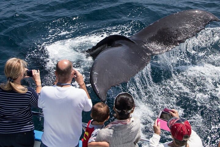 Whale Watching from Newport Beach: A Close Encounter with California’s Marine Giants