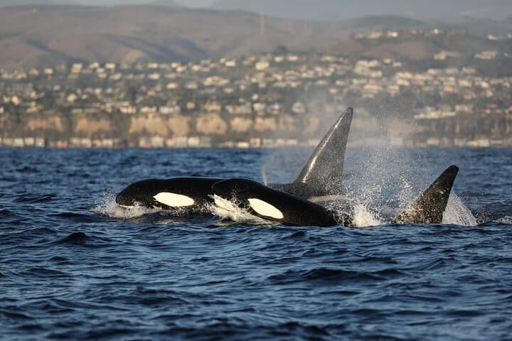 Whale Watching from Newport Beach: A Close Encounter with California’s Marine Giants photo 6