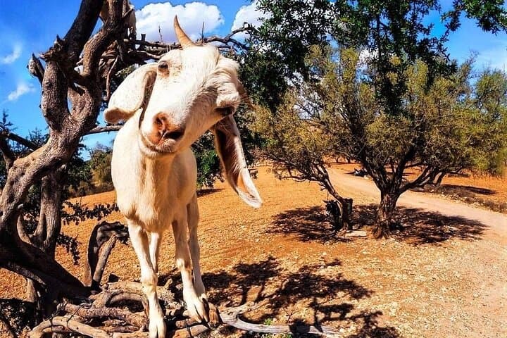 Essaouira Private Day Trip from Marrakech — Argan Workshops, Medina & Atlantic Views photo 5