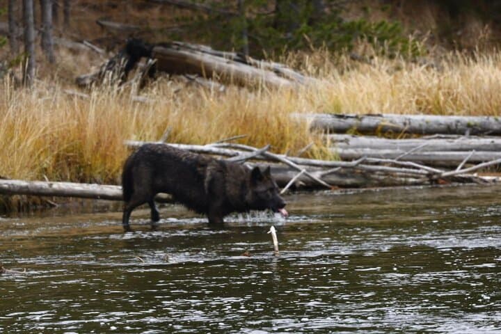 2-Day Private Yellowstone Tour: Upper and Lower Loops with Wildlife & Geysers photo 4