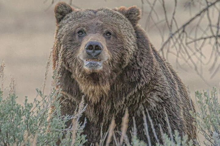 2-Day Private Yellowstone Tour: Upper & Lower Loops with Wildlife and Geothermal Highlights