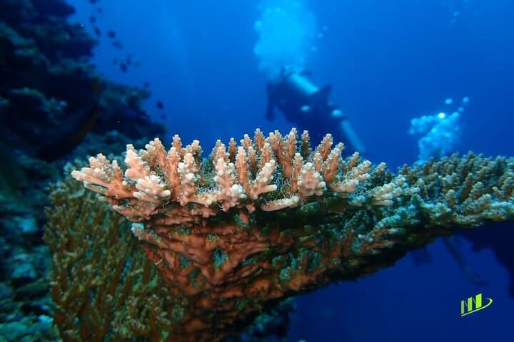 Diving the USAT Liberty Wreck: Full-Day Tulamben Scuba Adventure photo 4