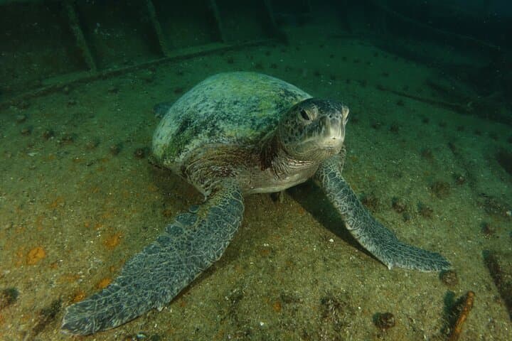 Cabo to La Paz 2-Tank Wreck Dive at Espiritu Santo (Fang Ming, Salvatierra, C59) photo 2