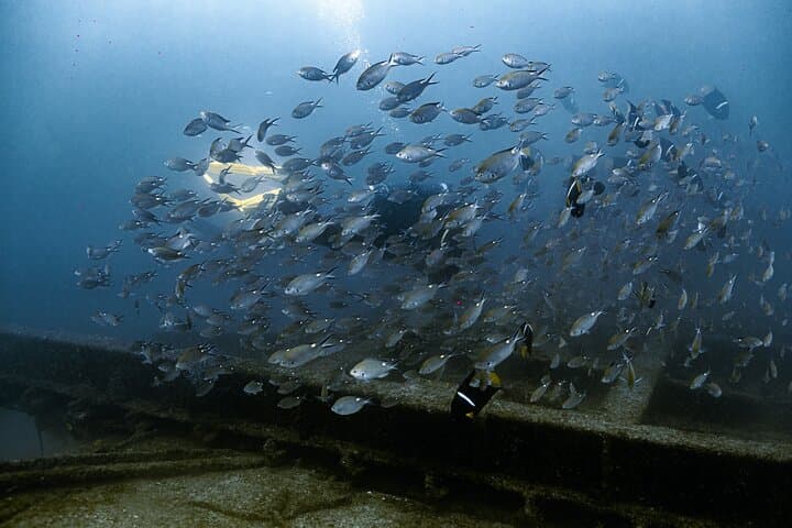 Cabo to La Paz 2-Tank Wreck Dive at Espiritu Santo (Fang Ming, Salvatierra, C59) photo 6