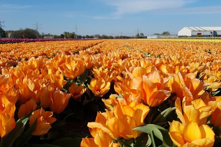Amsterdam Tulip Fields of Holland Tour — Small-Group Spring Bulb Experience photo 2