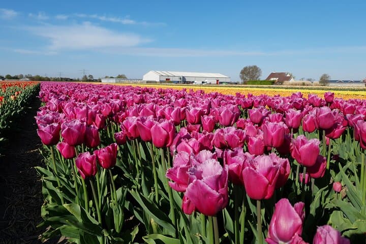 Amsterdam Tulip Fields of Holland Tour — Small-Group Spring Bulb Experience photo 5