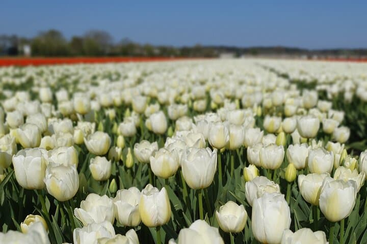Amsterdam Tulip Fields of Holland Tour — Small-Group Spring Bulb Experience photo 3