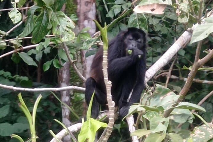 Monkey Island Rainforest Wildlife Tour from Panama City