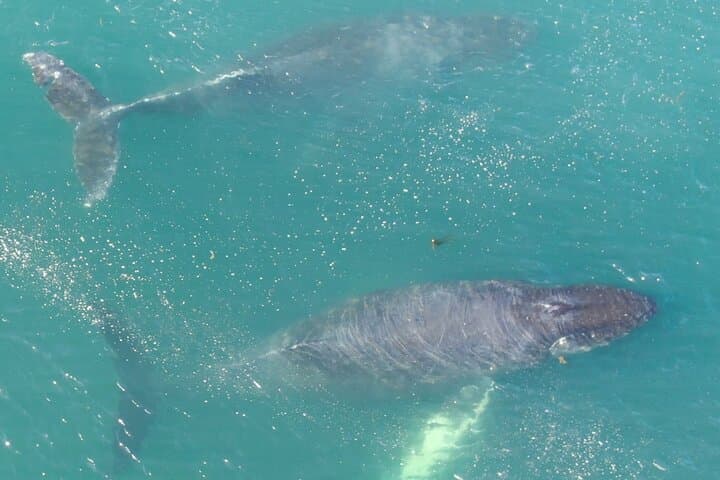 Icy Strait Whale Watching with Drone Footage: Humpbacks, Orcas & Coastal Wildlife photo 4