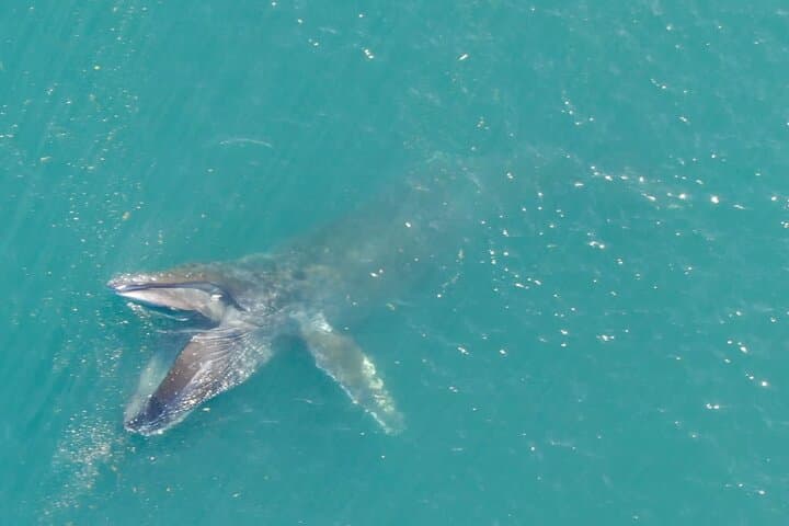 Icy Strait Whale Watching with Drone Footage: Humpbacks, Orcas & Coastal Wildlife photo 6