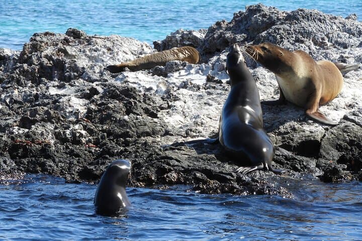 8-Day Galapagos Island Hopping: Isabela Snorkeling & Giant Tortoises photo 5
