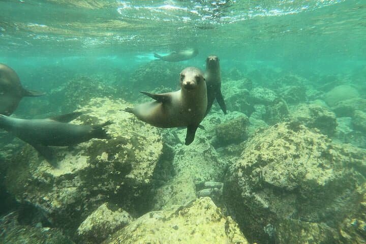 8-Day Galapagos Island Hopping: Isabela Snorkeling & Giant Tortoises photo 3
