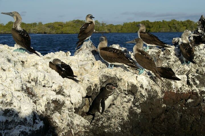 8-Day Galapagos Island Hopping — Kicker Rock, Los Tuneles & Puerto Ayora Explorer photo 5