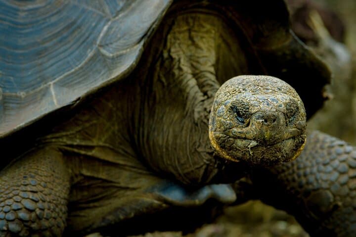 12-Day Galapagos Expedition: Island-Hopping to Kicker Rock, Tortoises & Tintoreras photo 5