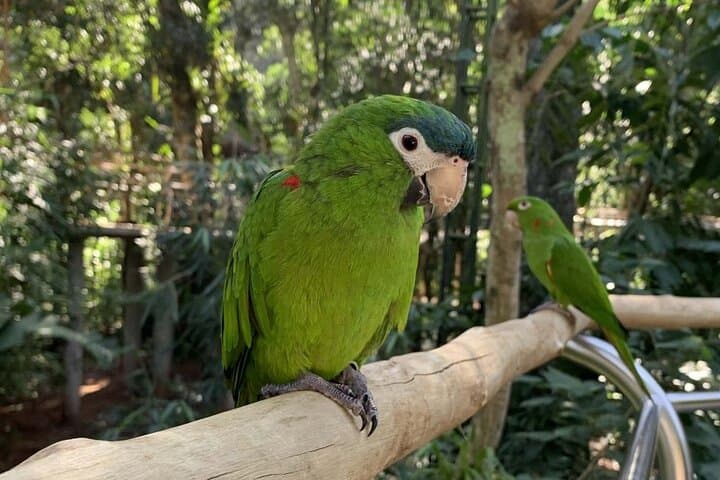 Private Bird Park & Brazilian Iguassu Falls Tour — Gran Meliá Exclusive photo 3