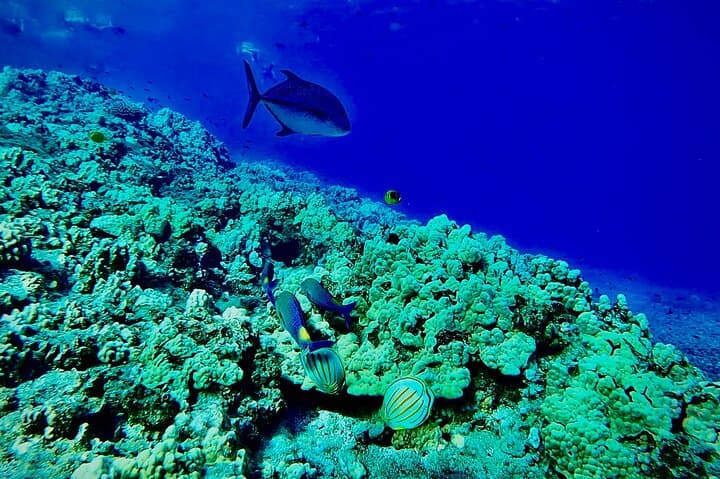 Shore Snorkel with a Marine Biologist at Turtle Town, Olowalu — Maui Guided Tour photo 5