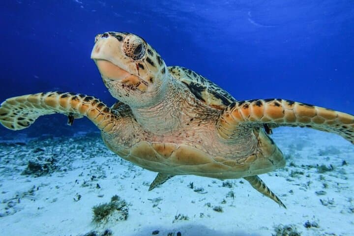 El Cielo Cozumel Private Snorkel: Starfish Flats & Palancar Reefs photo 4