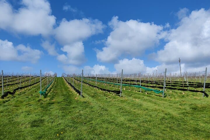 North Devon Cider Orchard and Vineyard Tour - Taste English Cider & Wine
