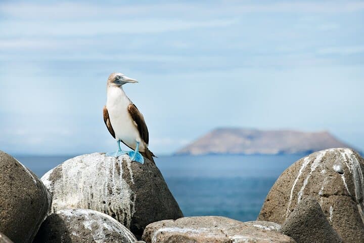 8-Day Galapagos Island Hopping — Kicker Rock, Los Tuneles & Puerto Ayora Explorer photo 4