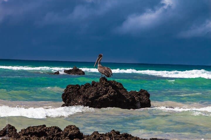 8-Day Galapagos Island Hopping — Kicker Rock, Los Tuneles & Puerto Ayora Explorer photo 3