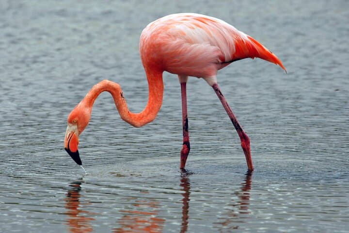 12-Day Galapagos Expedition: Island-Hopping to Kicker Rock, Tortoises & Tintoreras photo 6