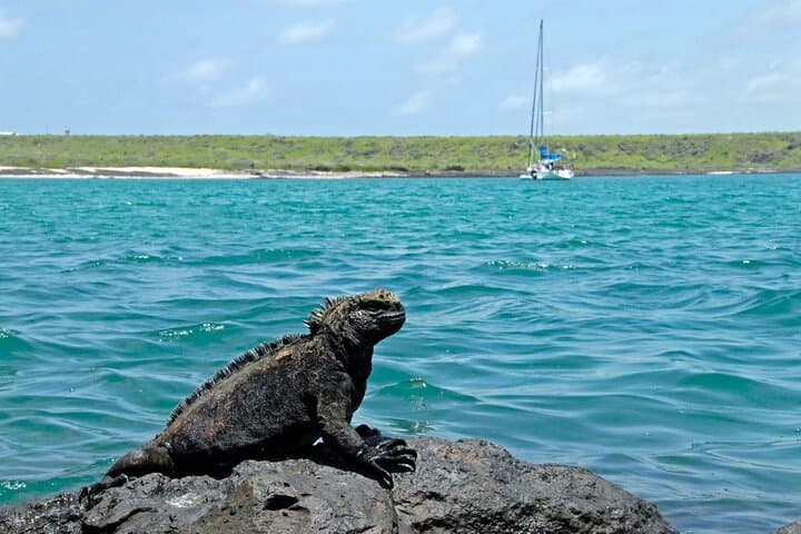 8-Day Galapagos Island Hopping — Kicker Rock, Los Tuneles & Puerto Ayora Explorer photo 6
