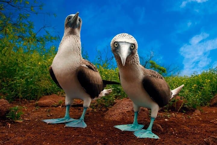 Explore the Galapagos Islands: Classic 7-Day Island Hopping Adventure with Los Tuneles Snorkeling