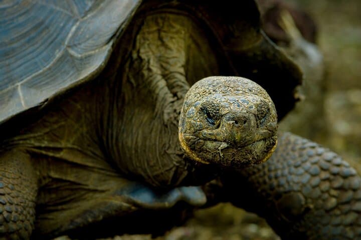 Explore the Galapagos Islands: Classic 7-Day Island Hopping Adventure with Los Tuneles Snorkeling photo 4