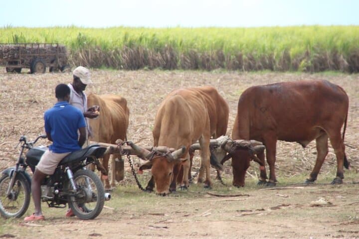 La Romana Buggy Sunset Tour: Sugar-Cane Trails, Chavón River Swim & Riverside Dinner photo 6