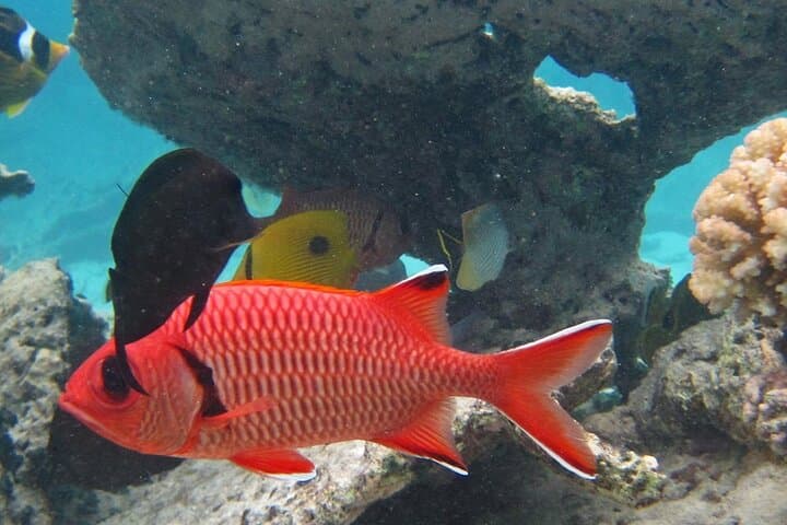 Mauritius 2-Day Catamaran to Ile Gabriel & Ile Plate with South Coast Tour photo 6