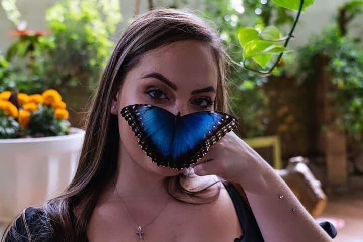 Inside Dubai Butterfly Garden: Explore 15,000 Butterflies in Climate-Controlled Domes photo 5