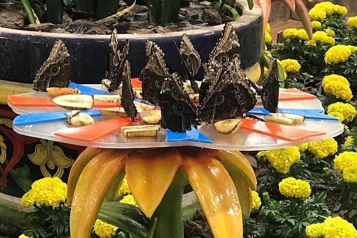 Inside Dubai Butterfly Garden: Explore 15,000 Butterflies in Climate-Controlled Domes photo 6