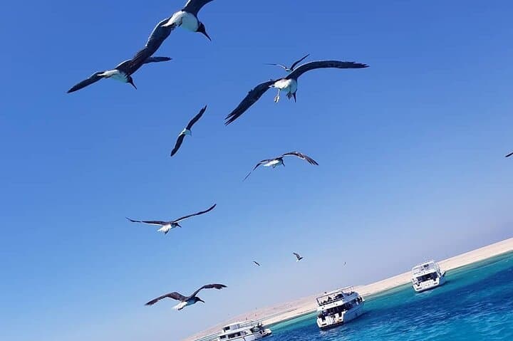 Hurghada VIP Boat Trip to Dolphin House — Snorkel & Dive with Lunch photo 4