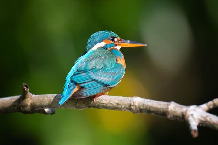 Knuckles & Wasgamuwa: 3-Day Trek and Safari from Kandy photo 3