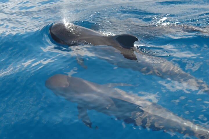 Los Gigantes Dolphin & Whale Sailing Tour — 3-Hour Small-Group Sail and Snorkel photo 4