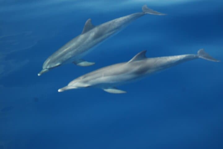 Los Gigantes Dolphin & Whale Sailing Tour — 3-Hour Small-Group Sail and Snorkel photo 3