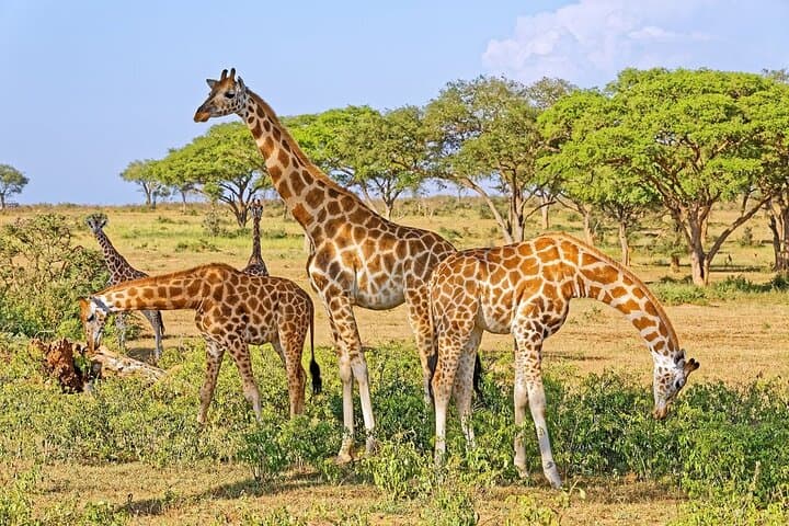 15-Day Uganda Safari: Gorilla Trekking, Chimp Tracking & Big Five Wildlife