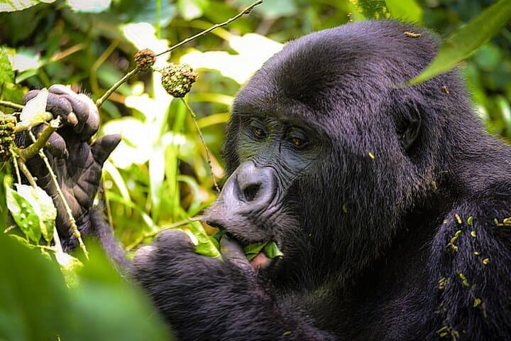 3-Day Gorilla Trekking & Batwa Cultural Experience in Bwindi Impenetrable photo 2