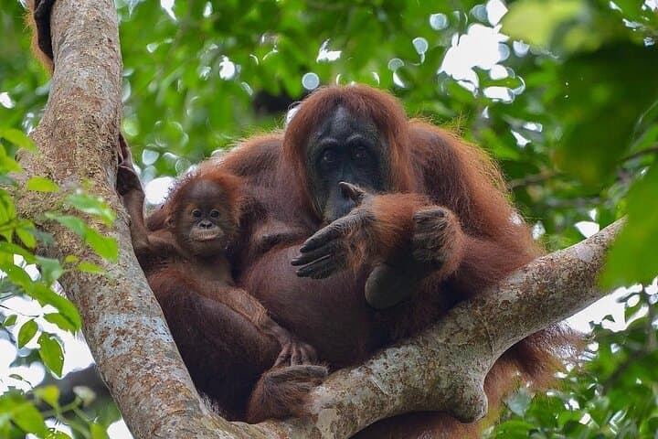 Ethical 2-Day Jungle Trekking in Bukit Lawang — Orangutans & River Camps photo 1