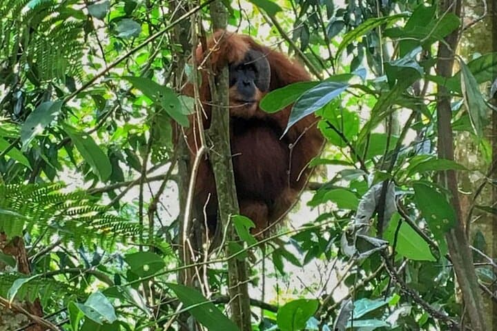 Ethical 2-Day Jungle Trekking in Bukit Lawang — Orangutans & River Camps photo 2