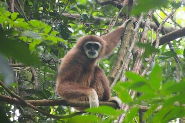 Ethical 2-Day Jungle Trekking in Bukit Lawang — Orangutans & River Camps photo 3