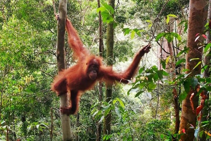 Ethical 2-Day Jungle Trekking in Bukit Lawang — Orangutans & River Camps photo 4