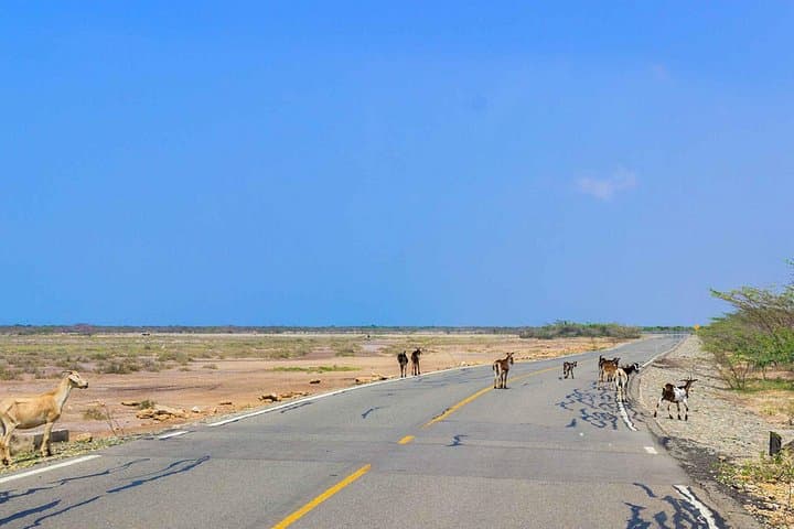 3-Day La Guajira Desert Adventure: Punta Gallinas, Dunes & Wayuu Culture photo 4