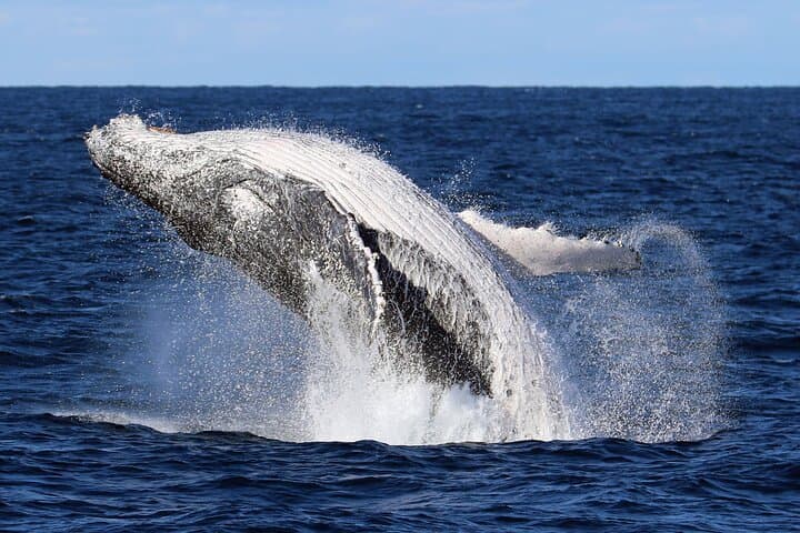 90-Minute Whale Watching Cruise — Humpbacks off New South Wales