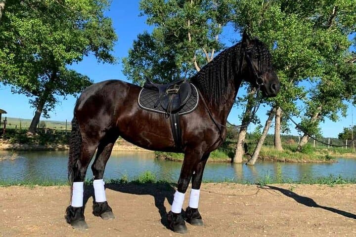 Private Horse Riding Tour near Lilo Mall — 1–2 Hour Guided Ride in Tbilisi photo 3