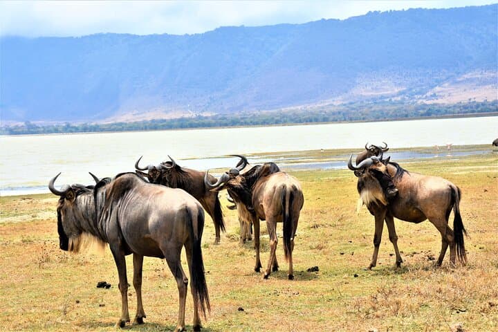 2-Day Tarangire & Lake Manyara Private Safari from Arusha photo 4