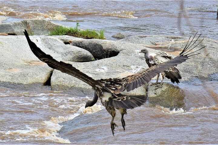 2-Day Tarangire & Lake Manyara Private Safari from Arusha photo 6