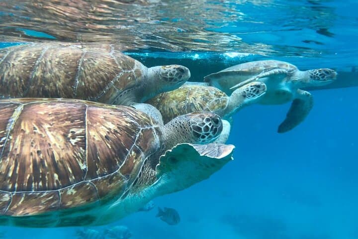 Snorkel with Sea Turtles off São Vicente: Mindelo Boat Trip photo 3