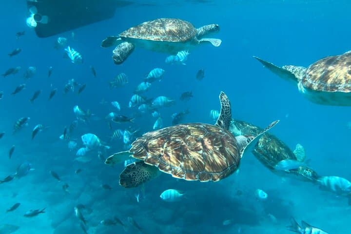 Snorkel with Sea Turtles off São Vicente: Mindelo Boat Trip photo 4